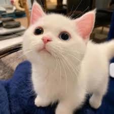 Danish Taimoor avatar